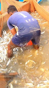 17K views · 126 reactions | Catching many types of fish in the big net #fishing #ocean | கடல் | Facebook