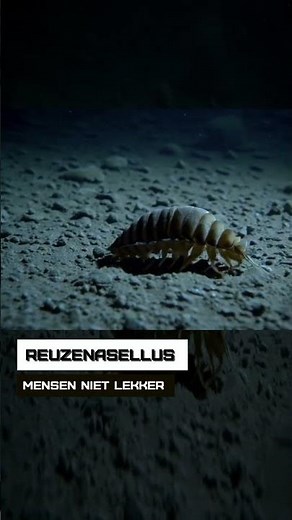 Reuzenasellus. Mensen niet lekker