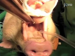 Basic Surgical Techniques in the Göttingen Minipig: Intubation, Bladder Catheterization, Femoral Vessel Catheterization, and Transcardial Perfusion