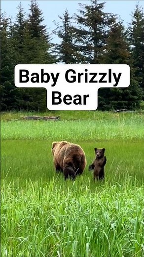 Mama grizzly teaches her cubs everything #motherhood #wildlife #shorts