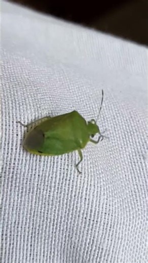 Green insect communicating