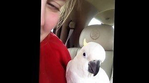Adorable Cockatoo Plays Peekaboo