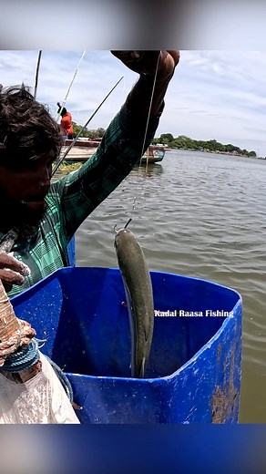 94K views · 412 reactions | Mullet Fish Fishing in River Using Triple Hook Setup & Rod with Maida Bait | Exciting Catch #MulletFishing #TripleHookSetup #RodFishing #RiverFishing #fblifestyle | Kadal Raasa Fishing | Facebook