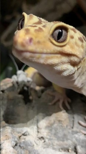 Proof Leopard Geckos Are The Smartest Reptiles