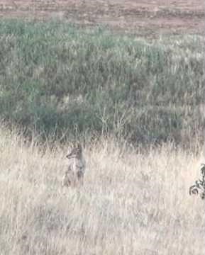 A coyote hunt that took two shots before it finally went down.