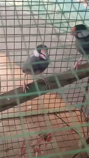 black Java birds 🐣