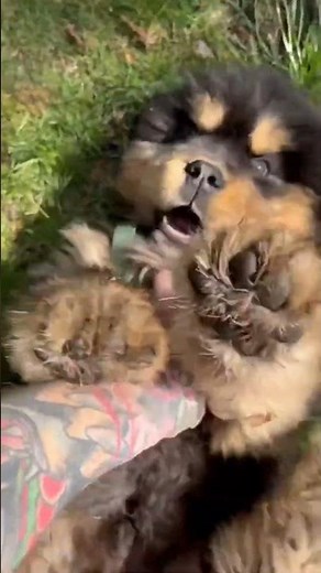 Amazing Dog transformation🤯