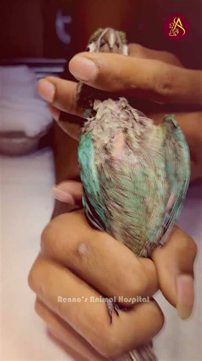 🦜 Parrot Emergency Rescue | Tube Swallowed – Surgery & Full Recovery