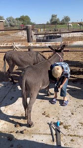Spencer and Alice are 2 of the owners children. Spencer is 6 and Alice is 4. We sure are glad Alice thinks she is from Mexico. | Idaho Horseshoeing School