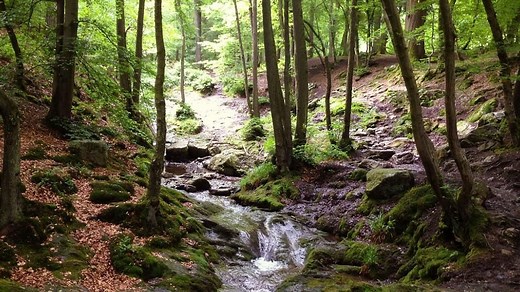 Balade enchantée dans le Ninglinspo : un joyau naturel fragile au cœur de l'Ardenne liégeoise - RTBF Actus