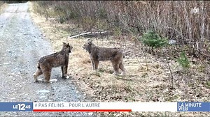 36K views · 355 reactions | Maintenant on sait à quoi ressemble le cri d'un Lynx... Et c'est TERRIFIANT  (Re)voir le 1245 du 28 mai  bit.ly/2LAPT1C | M6+ | Facebook