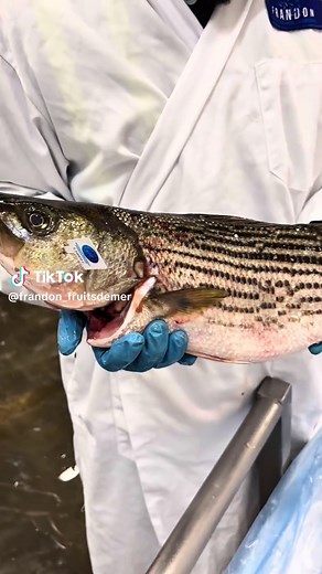 Bar rayé canadien de Miramichi disponible maintenant