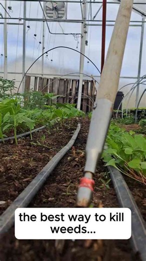 The Most Effective Way to Get Rid of Weeds