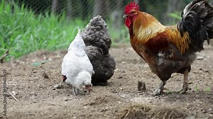 Blue copper maran rooster, a purebred lavender ameraucana and a fluffy blue cochin pecking at food in a lot. Selective focus with blurred background and foreground.