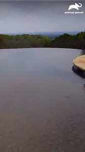 Piscinas que cuentan historias con arte y diseño cultural 🎨💦🌍#PiscinasSoñadas Disfruta el contenido de Discovery en #HBOMax Suscríbete ahora: https://bit.ly/MAX-AnimalPlanetLa | Animal Planet Latinoamérica