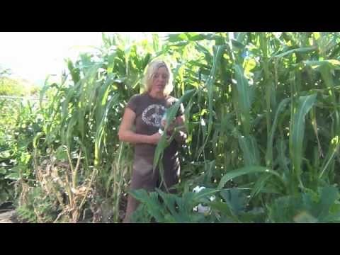 How to use Bt (Bacillus Thuringiensis)