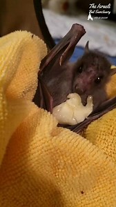 13K views · 1.9K reactions | Banana munching #babybat #batrescue #wildlife #fostercare #animalsanctuary #skypuppy #stellaluna #fruitlover #banana #munching #yummy #foodie #batsofinstagram | The Israeli Bat Sanctuary | Facebook