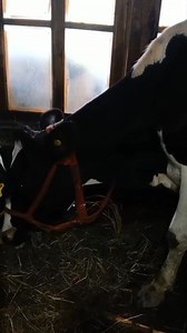 10K views · 125 reactions | #SOLD_OUT Hf Milking cow / for sale Ist lactation both Milk 12 ltr 13 ltr 4months both Male female calf Present 3months and 2.5 months Location zanipora shopian #viralreelschallenge2025viralreelschallengejaiviralreelschallengeviralreelschallenge #followersreelsfypシ゚viralシfypシ゚viralシ #viralreelsfacebook #videoviralシviralシ2025 | Land of Kashmir | Facebook