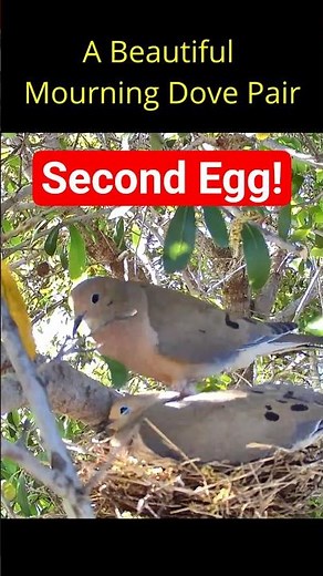 A beautiful mourning dove pair now has a second egg #mourningdove #laying #egg #birds #nest