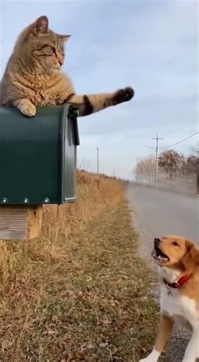 “Dog vs Mailbox Cat: The Funniest Standoff Ever!”