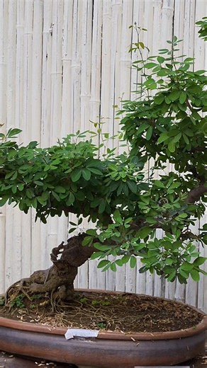 You Won’t Believe This Bonsai Shape