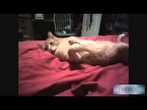 10 hours Cat Fails
