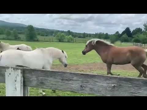Haflinger Horses: Breeding Perfection, Nature’s Masterpiece 🌿🐴