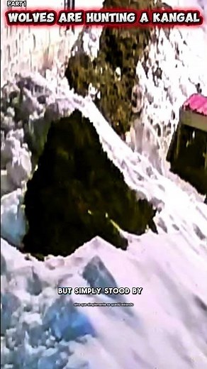 Wolves are hunting a Kangal.