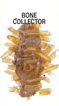 Using insect body parts as camouflage