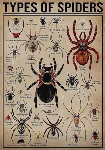 Peacock spider (Maratus Volans)