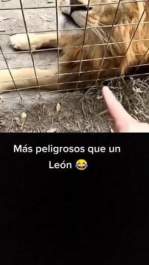 Animals Interacting with Humans: Playful Encounters
