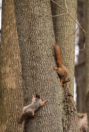 Red squirrels playing hide and seek | Wildlife in the park