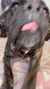 Fidget – Sweet, Playful Bullmastiff o Meet Fidget, an adorable young Bullmastiff girl who is all heart! This sweet, playful pup is as charming as she is cuddly. She’s dog-friendly, easy on a leash, and absolutely loves her toys. Whether she’s tossing around a squeaky, snuggling in for movie night, or following you around with her happy wiggle, Fidget brings gentle joy wherever she goes. She also rides well in the car, making her a perfect adventure buddy. This soft, loving girl is ready for a fa