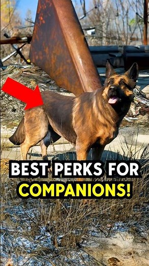 𝗕𝗘𝗦𝗧 Companion Perks in Fallout 4! 🐶