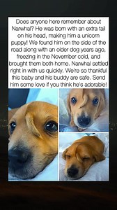 Adorable tiny unicorn puppy | Prada The Golden Baby