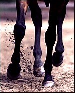 Examining hard ground lameness - Horse & Hound