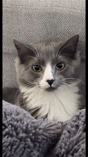 Cat Jumping Compilation | Funny Feline Camera Moments