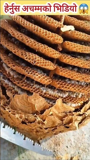 अरिङ्गाल खाने साथीहरूले कमेन्ट गरौं 😱 #shortvideo #motivation #amazingfacts #villagelife