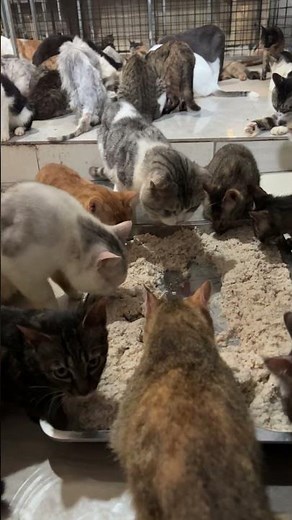100 Abandoned Cats Fighting to Survive Heartbreaking Cat Rescue Story