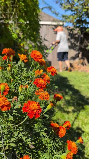 Taking care of the yard in fall
