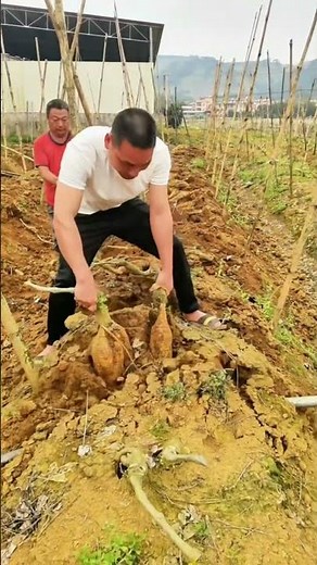 🌾 “Root Harvesting Technique – Fast, Clean, and Damage-Free!”
