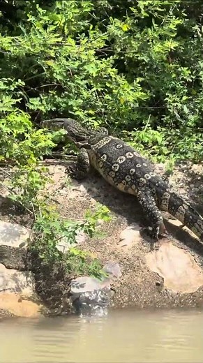 Spotting Wildlife, Ayutthaya, Thailand, Destination Services Thailand from Leena D. 🦎
