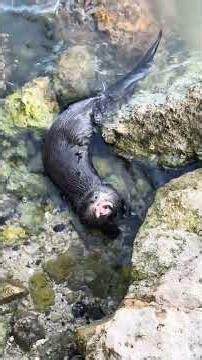 Feeding a wounded otter