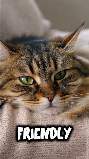 🐱 Meet the Ragamuffin — the fluffiest and most loving cat breed ever!