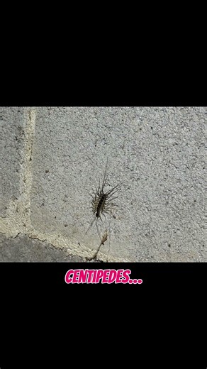 Centipedes Running Around? Here’s Why.