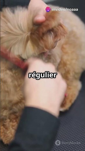 5 choses à savoir avant d’adopter un cocker #cockerspaniel #adoption #chien #animaux #doglover