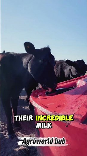 The Most Valuable Cows in the World! 🐄💰 #Shorts #farmingAgroworldHub #agriculture