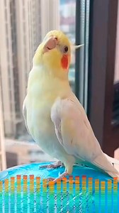 1.2M views · 52K reactions | Adorable Cockatiel Jerry's Cute Singing and Dancing Moments 殺列 #cockatielscraze #birdsinging #creatorsearchinsights #PetStars #FeatheredCuties #cutepetstrending #AdorableCockatiel #fyp #ParrotLovers | Cockatiels Craze | Facebook