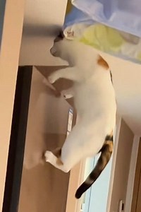 Cat Sounds: Chirps, Meows, and Purrs Explained