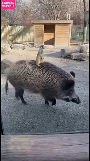 Meerkat's Boar Buddy! A meerkat and boar duo delight a little girl with their antics. #fblifestyle #AI Generated using Kling AI . . . (For entertainment purposes only. Consult professionals if guidance on activities is presented. No brand affiliation is implied if any are shown. If inspired by true events, creative adaptations may be included. Content may include public footage.) | Fabiosa Daily